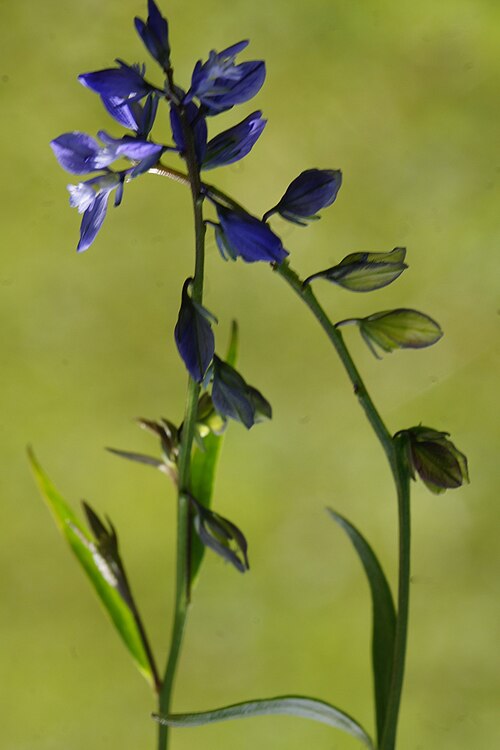 Polygala alpestris: Predalpska grebenuša na Vitrancu.