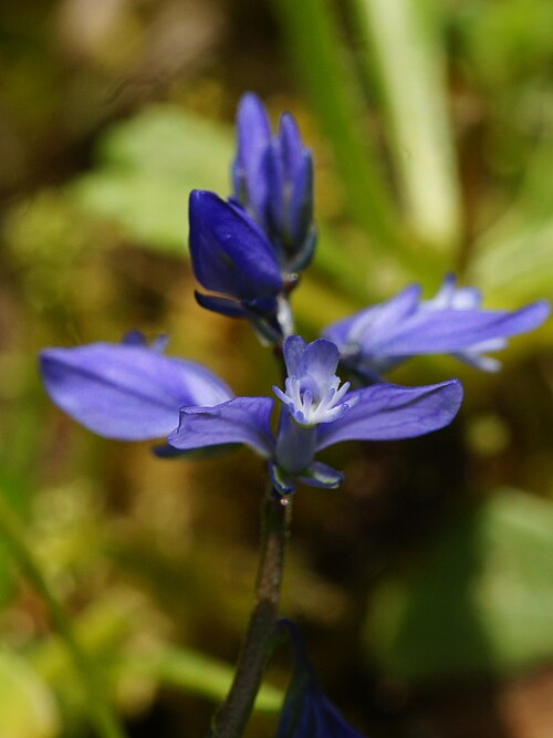 Polygala alpestris: Predalpska grebenuša na Vitrancu.
