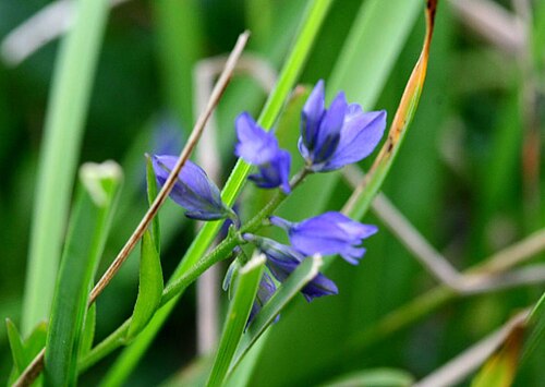 Polygala alpestris: Polygala alpestris