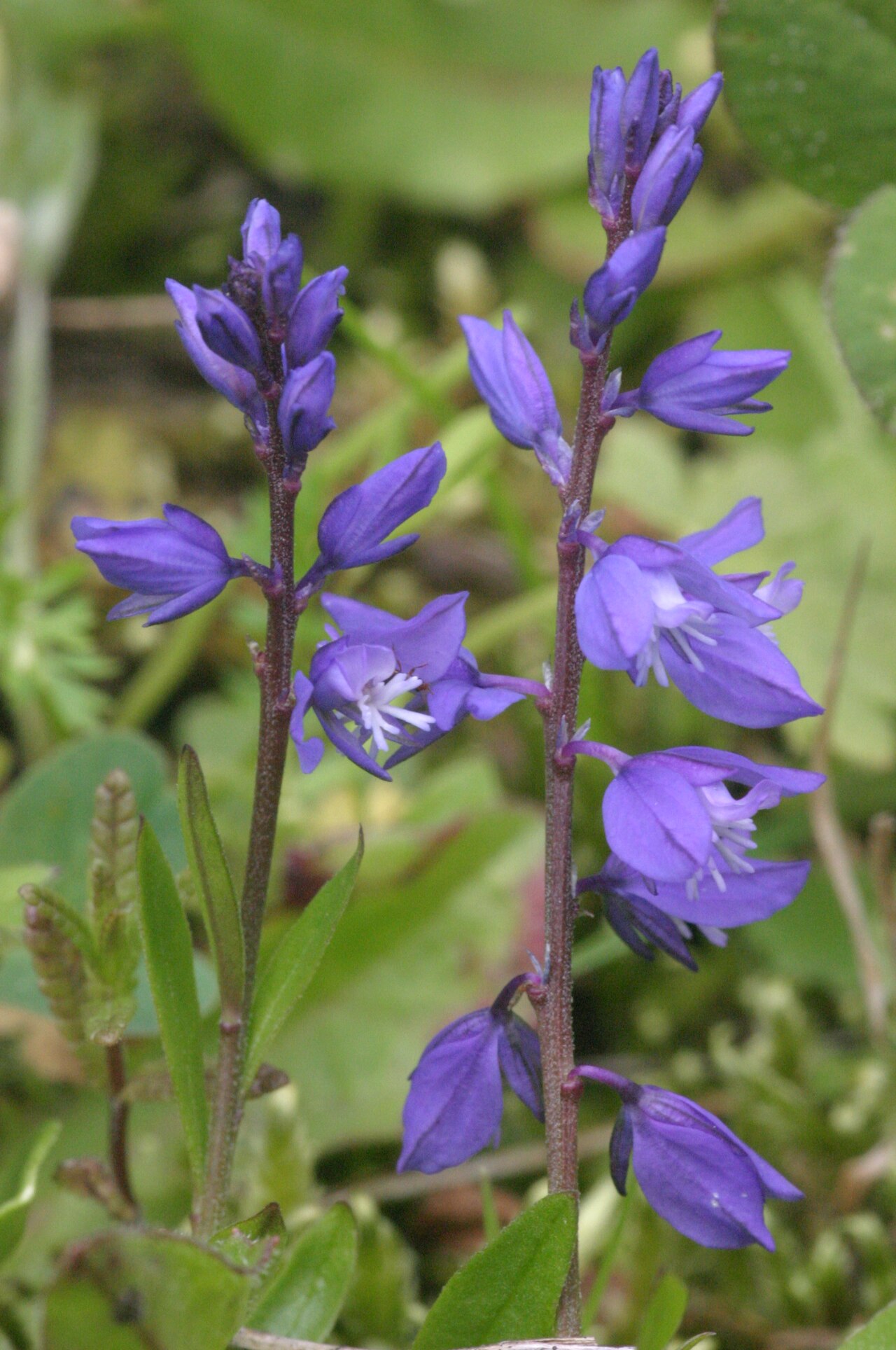 Polygala alpestris: Polygala alpestris