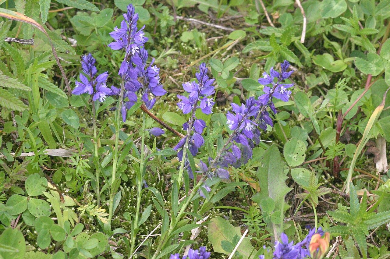 Polygala alpestris: Polygala alpestris