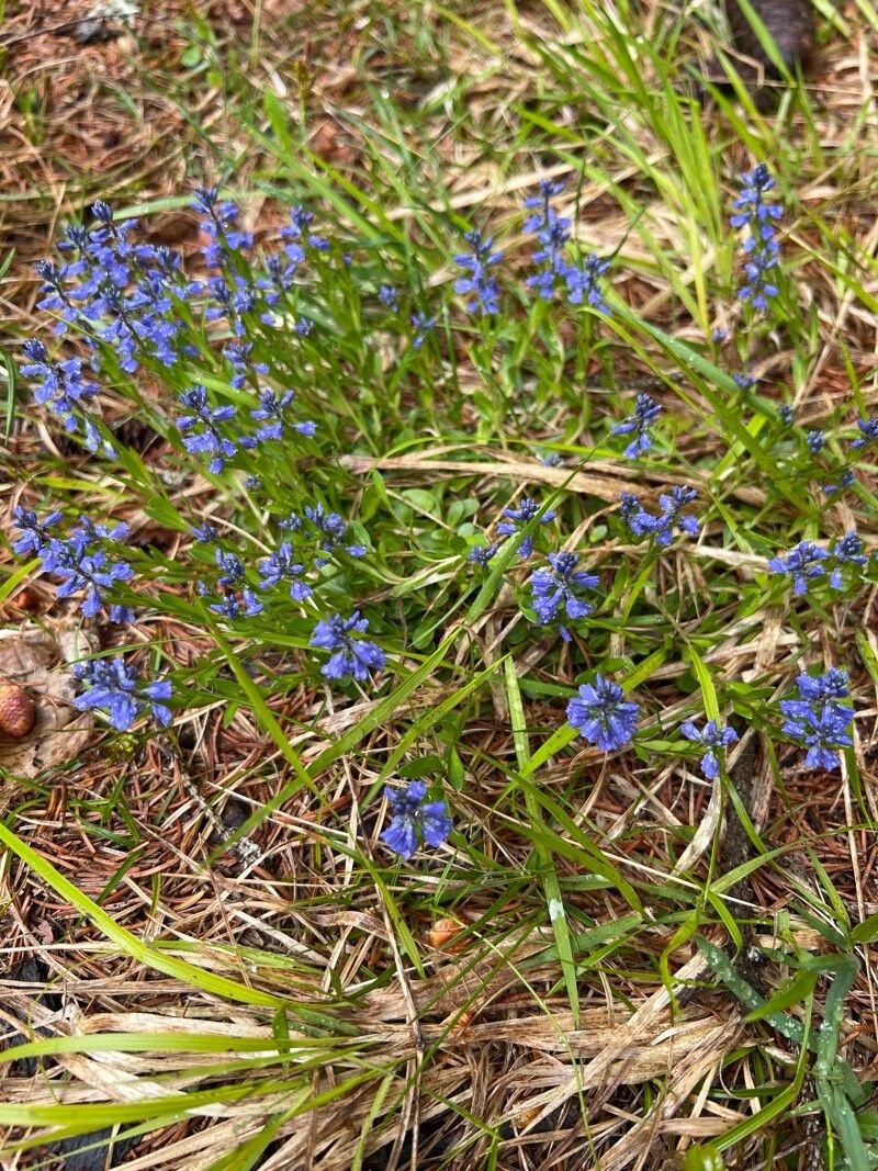 Polygala alpestris (Polygala alpestris)