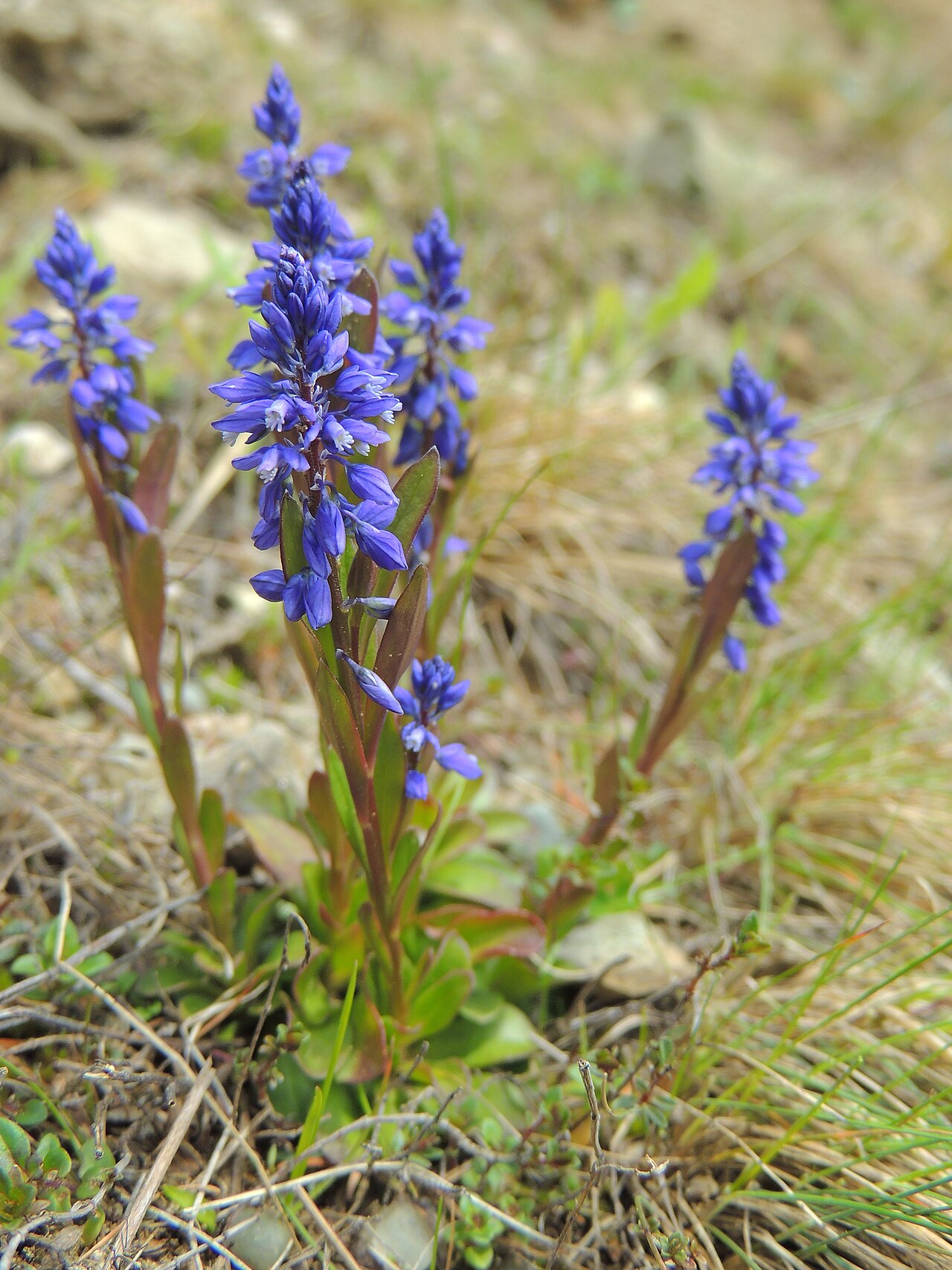 Bitter milkwort: Polygala amara