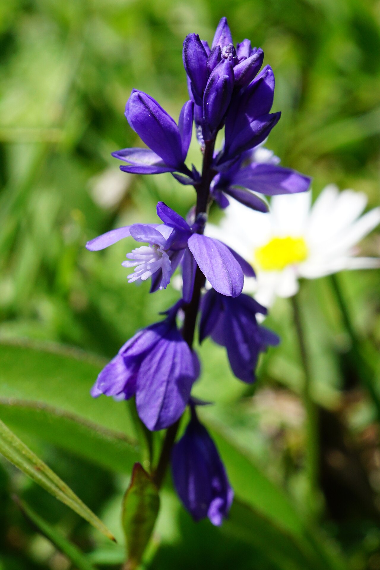 Bitter milkwort: Bitter Milkwort
