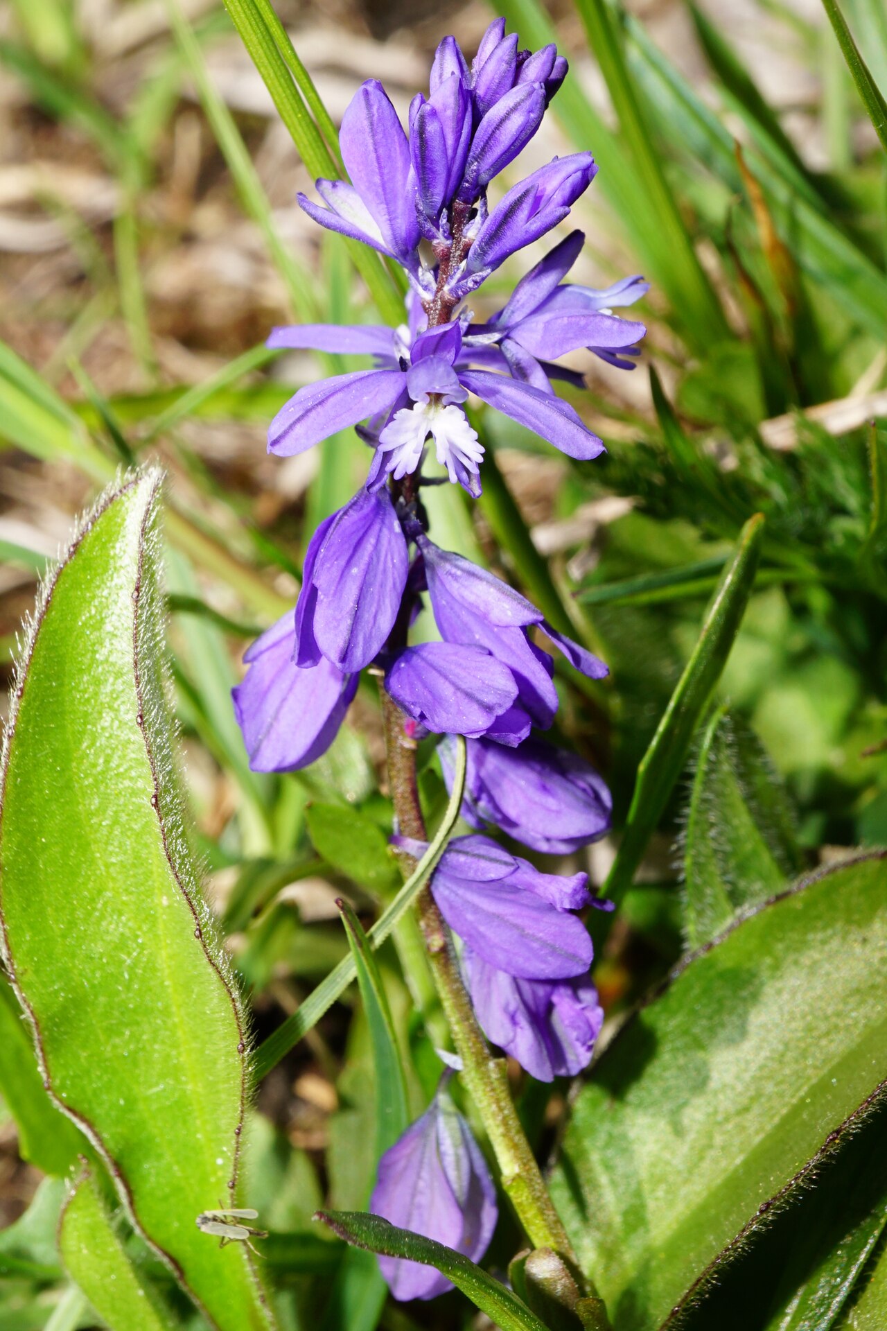 Bitter milkwort: Bitter Milkwort
