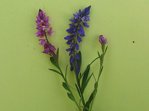 Bitter milkwort: Polygala amara