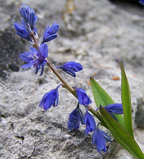 Bitter milkwort: Polygala amara (pl. krzyżownica górska), habitat: Tatra Mountains , Hala Upłaz )