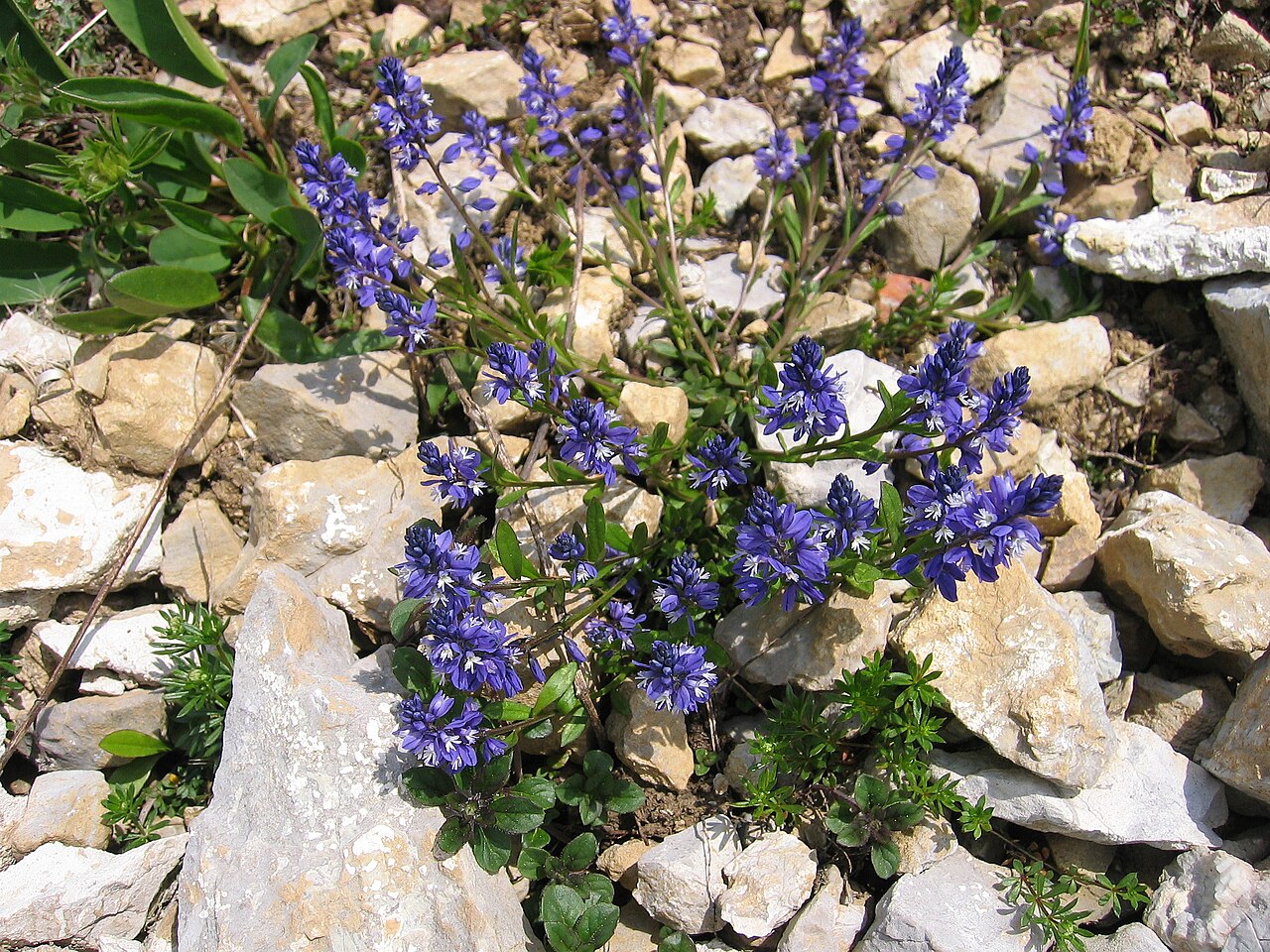 Bitter milkwort: Polygala amara Hinteregger Alm, Styria, Austria