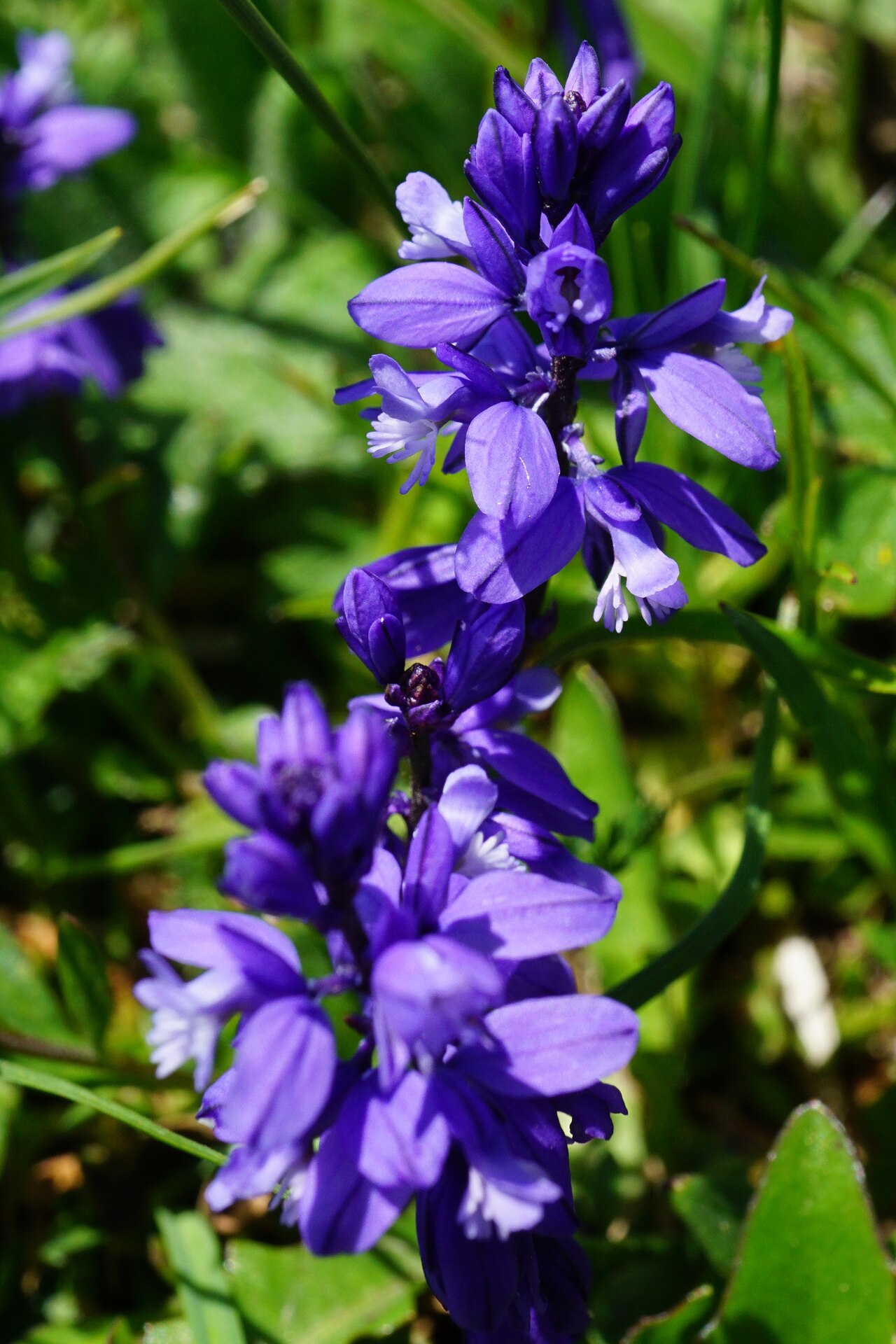 Bitter milkwort: Bitter Milkwort