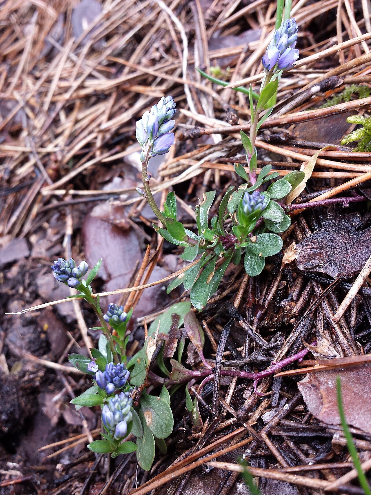 Bitter milkwort: Habitus Taxonym: Polygala amara ss Fischer et al. EfÖLS 2008 ISBN 978-3-85474-187-9 (det. W. Willner 2015-04-18) Location: Gösing bei Ternitz, district Neunkirc