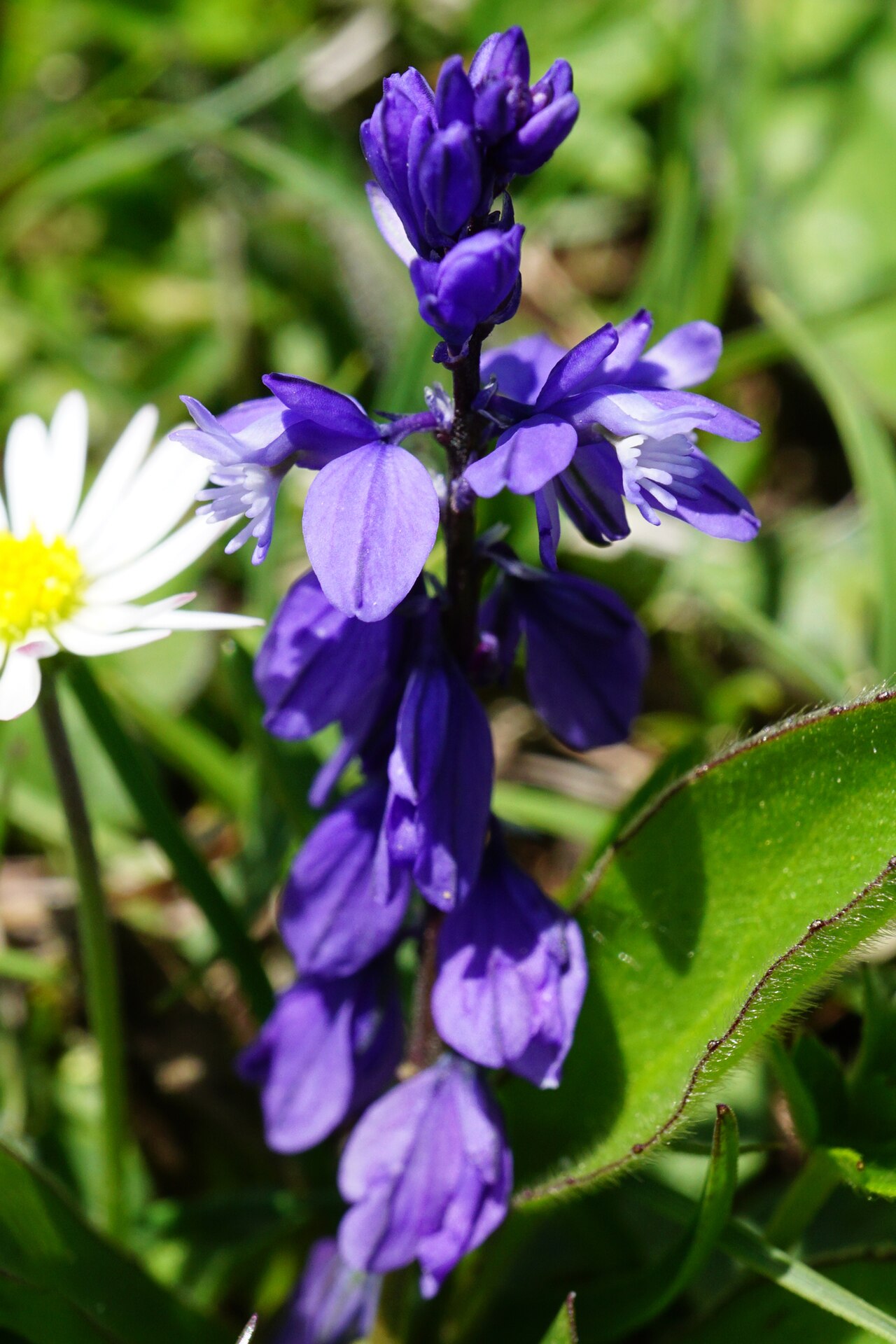 Bitter milkwort: Bitter Milkwort