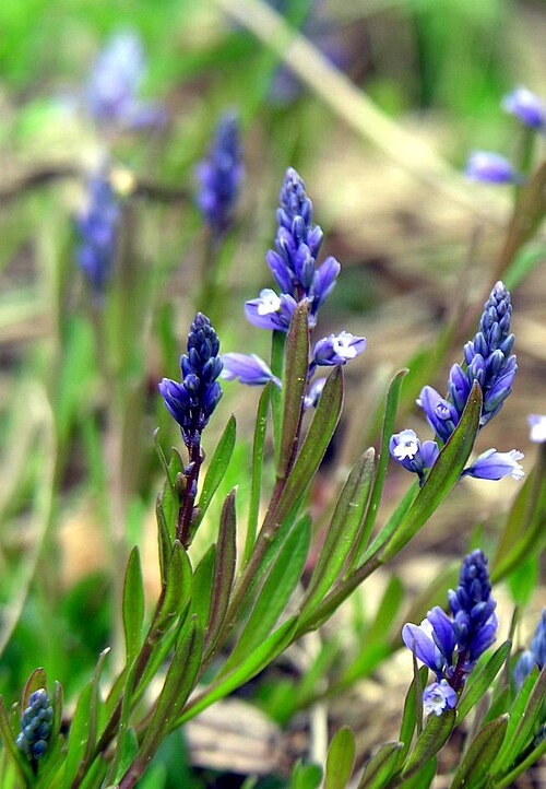 Dwarf milkwort: Plant species Polygala