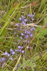 Dwarf milkwort (Polygala amarella)