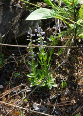 Dwarf milkwort (Polygala amarella)