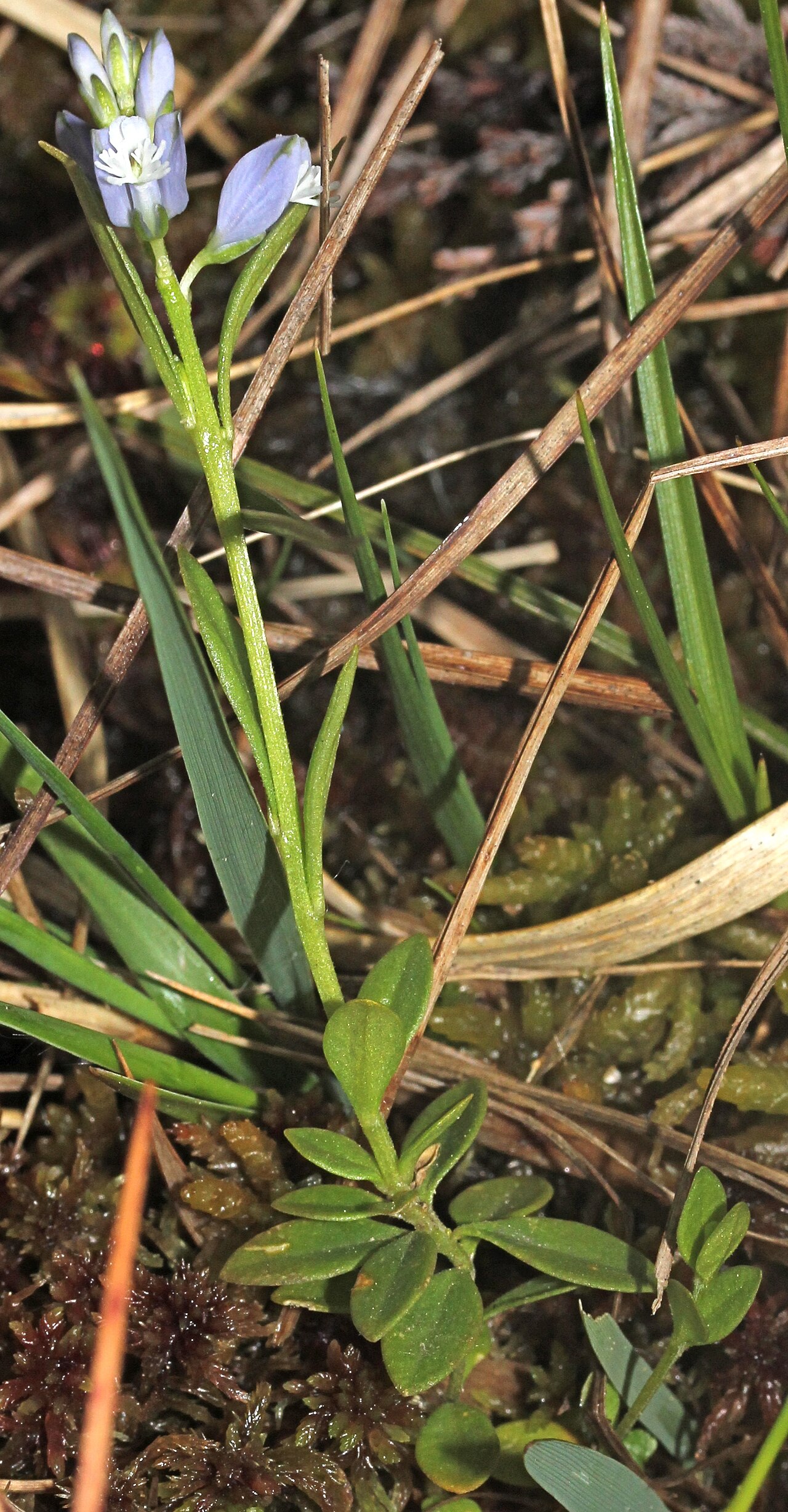 Dwarf milkwort: Polygala amarella