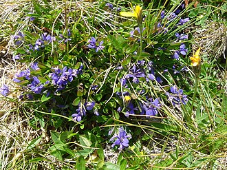 Dwarf milkwort: Polygala amarella