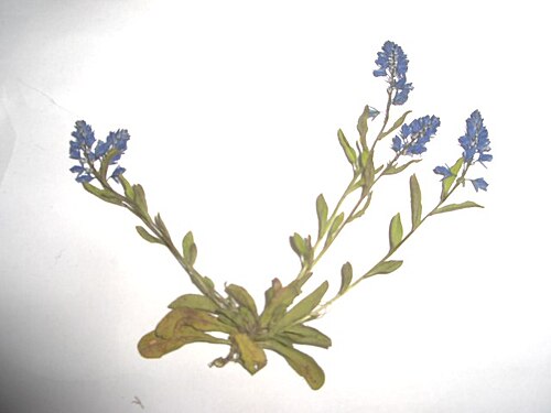 Dwarf milkwort: Viron Saarenmaan Pangan jyrkänteellä kasvanut Polygala amarella