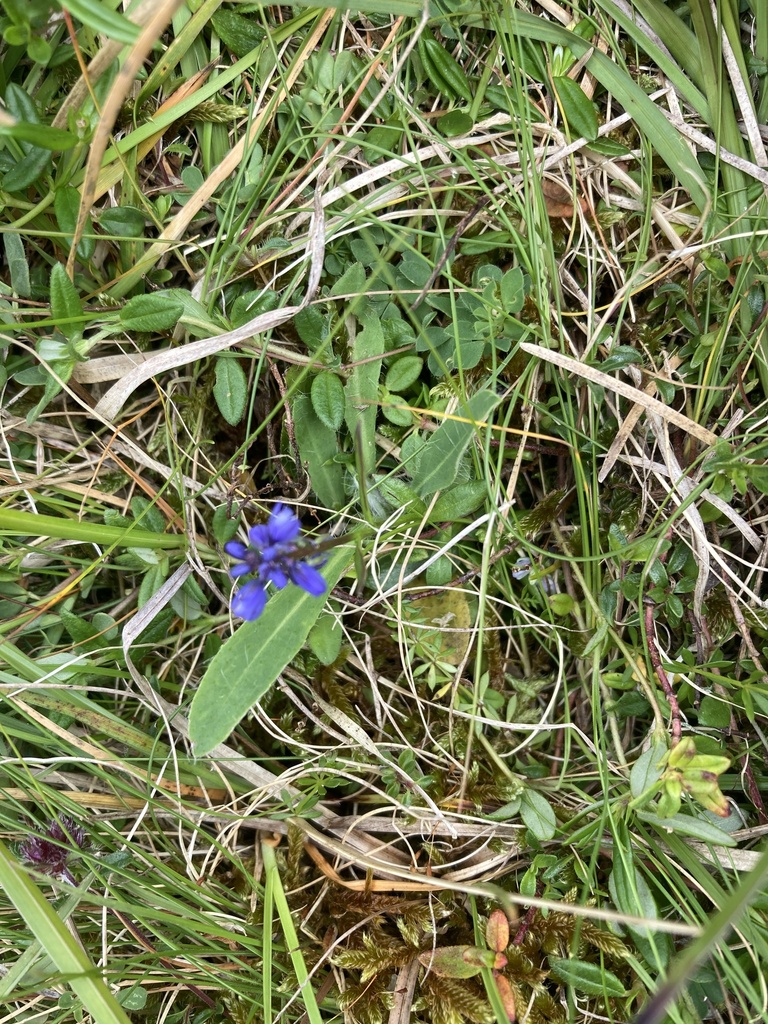 Dwarf milkwort (Polygala amarella)