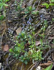Dwarf milkwort (Polygala amarella)