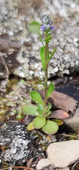 Dwarf milkwort (Polygala amarella)