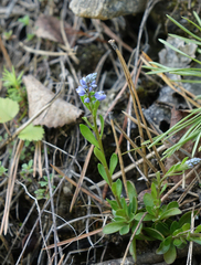 Dwarf milkwort (Polygala amarella)