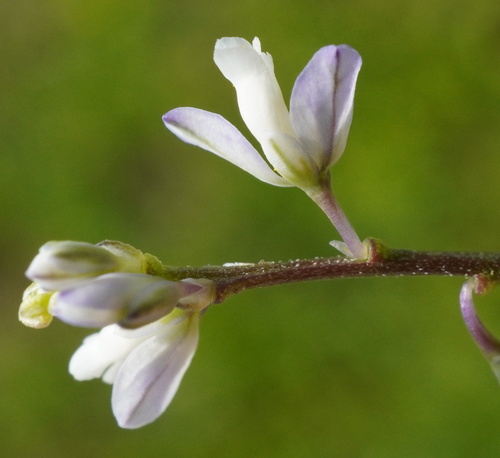 Dwarf milkwort (Polygala amarella)