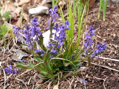 Dwarf milkwort (Polygala amarella)