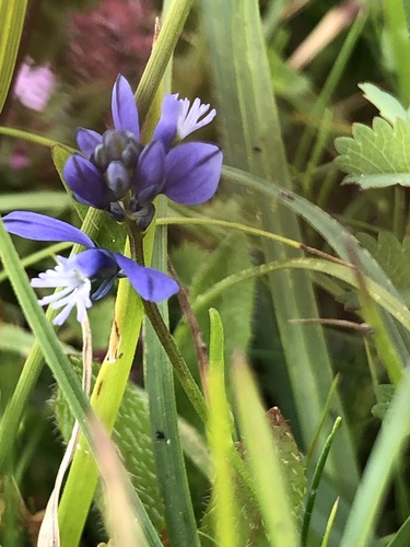 Chalk milkwort (Polygala calcarea)