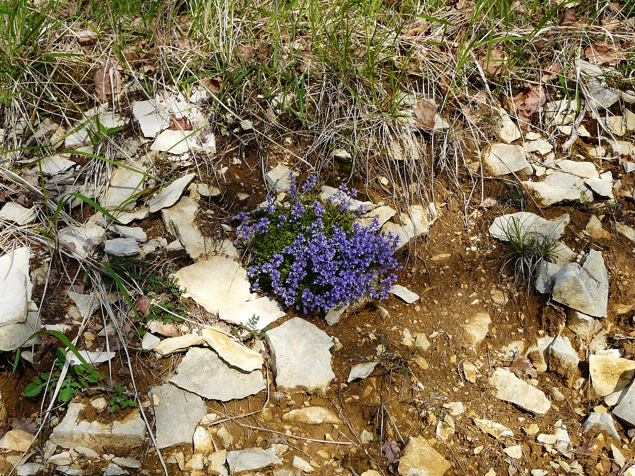 Chalk milkwort: Polygala calcarea, La Cassagne, Dordogne, France