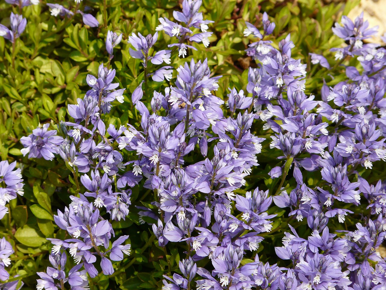 Chalk milkwort: Polygala calcarea, La Cassagne, Dordogne, France