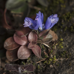 Chalk milkwort (Polygala calcarea)