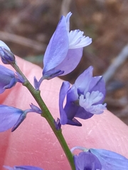 Chalk milkwort (Polygala calcarea)