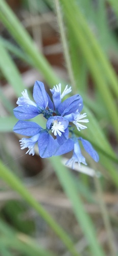 Chalk milkwort (Polygala calcarea)