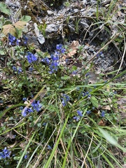 Chalk milkwort (Polygala calcarea)