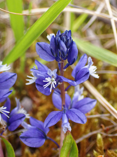 Chalk milkwort (Polygala calcarea)