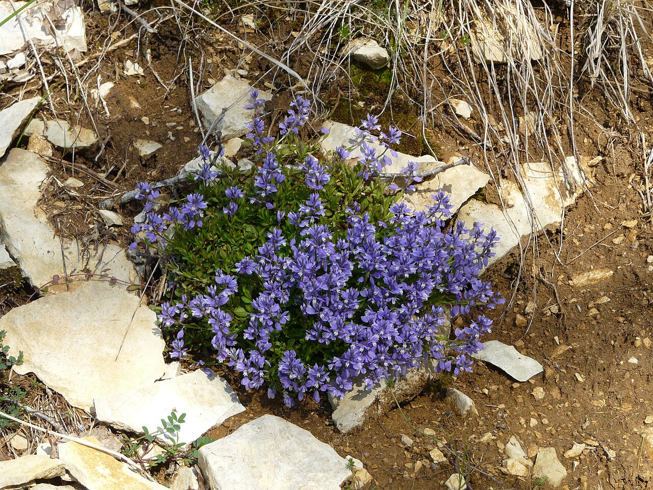 Chalk milkwort: Polygala calcarea, La Cassagne, Dordogne, France