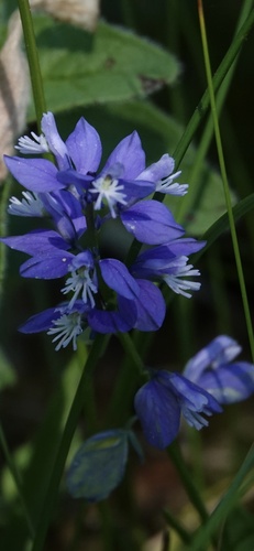 Chalk milkwort (Polygala calcarea)