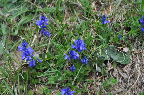 Chalk milkwort (Polygala calcarea)
