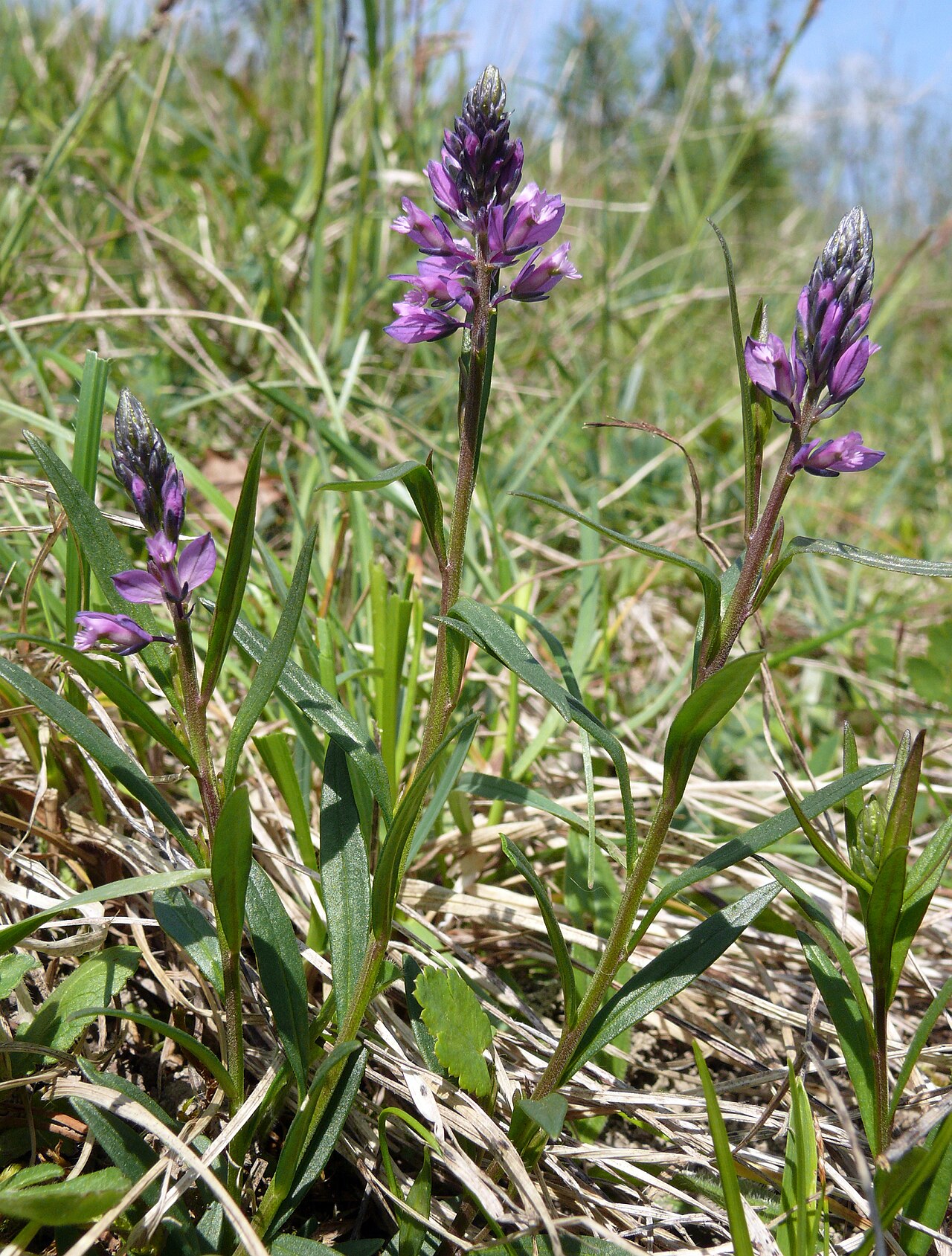Tufted milkwort: Polygala comosa , Tauberland, Deutschland