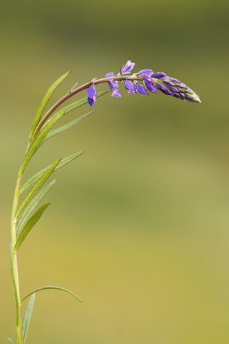 Tufted milkwort (Polygala comosa)