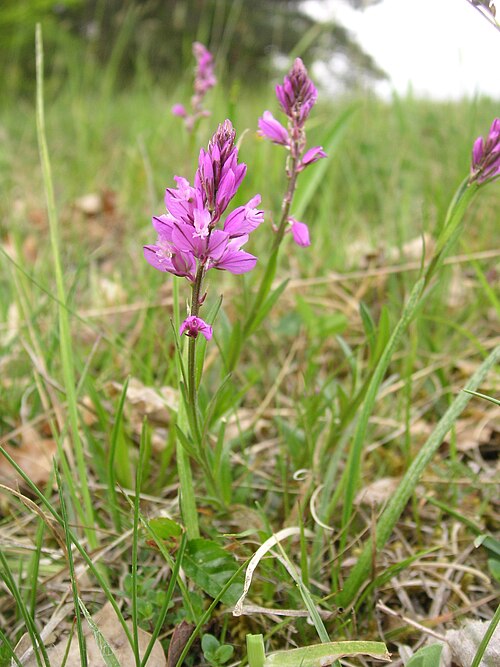 Tufted milkwort: Polygala comosa