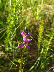Tufted milkwort (Polygala comosa)