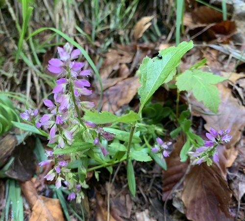 Tufted milkwort (Polygala comosa)