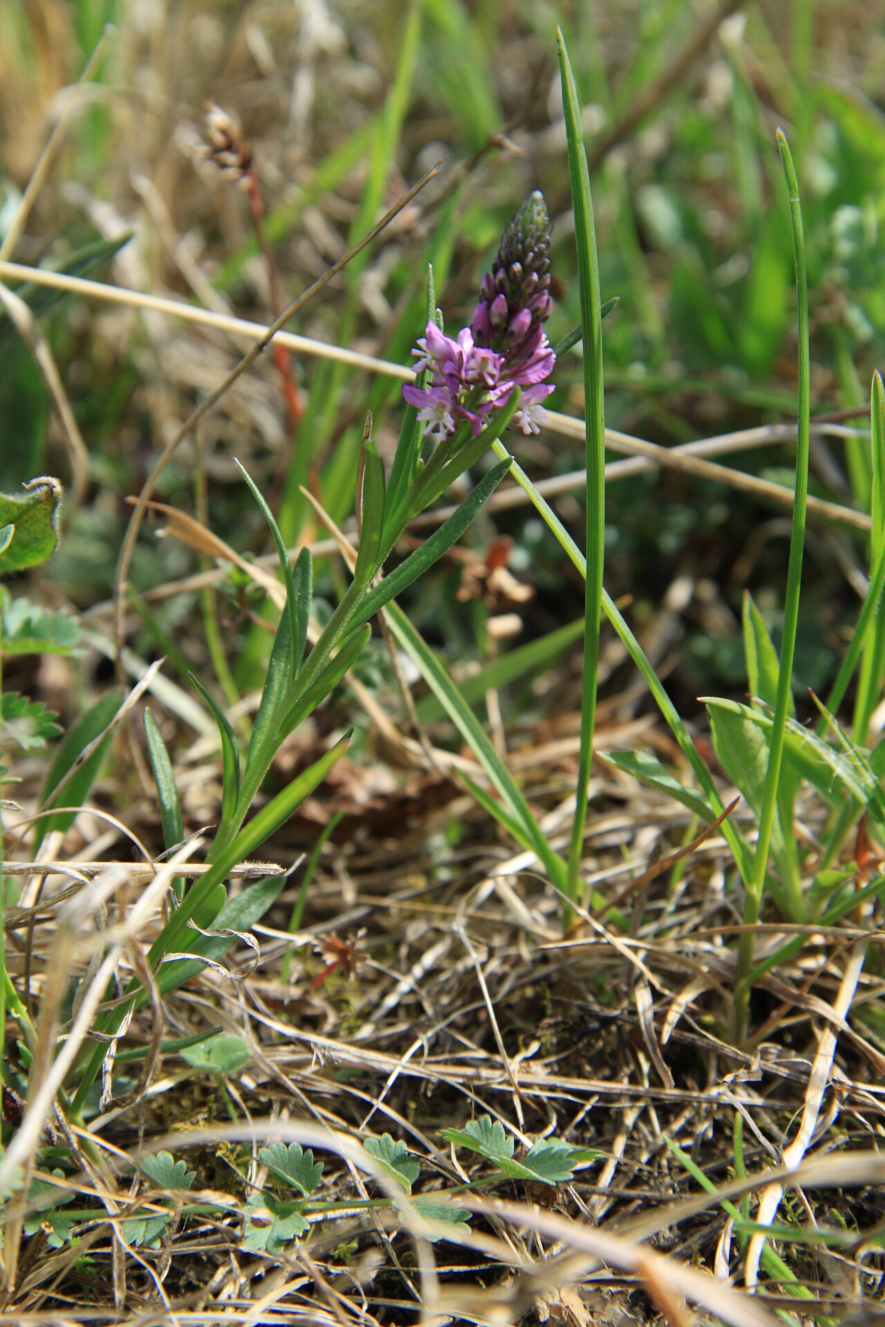 Tufted milkwort: Polygala comosa in natural monument Svaté Pole near Svaté Pole village in Klatovy District, Czech Republic