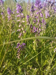 Tufted milkwort (Polygala comosa)