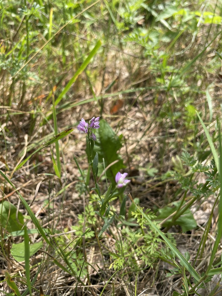 Tufted milkwort (Polygala comosa)