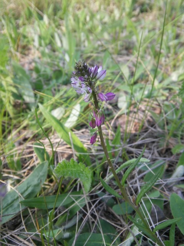 Tufted milkwort (Polygala comosa)