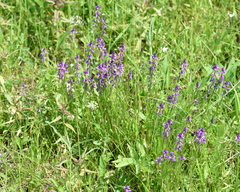 Tufted milkwort (Polygala comosa)