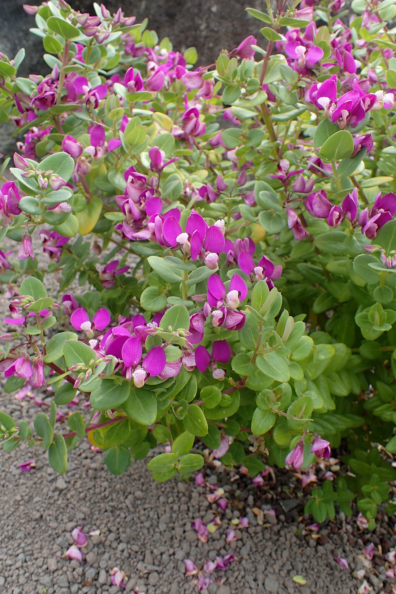Heartleaf falsepea: Polygala fruticosa 'Petite Butterfly' in Auckland Botanic Gardens