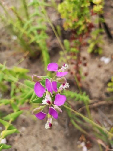 Heartleaf falsepea (Polygala fruticosa)